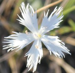 Dianthus lumnitzeri