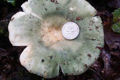 Russula subgraminicolor