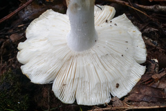 Russula subgraminicolor