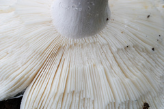 Russula subgraminicolor