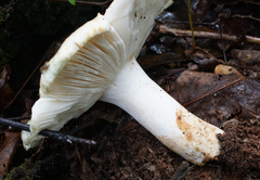Russula subgraminicolor