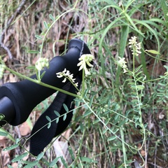 Vicia pulchella