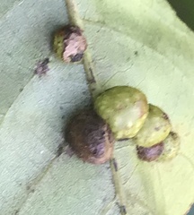 Caryomyia tuberculata