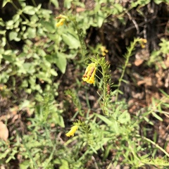 Lithospermum multiflorum