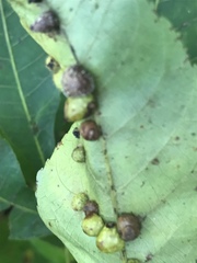 Caryomyia tuberculata