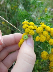 Rhopalomyia tanaceticola