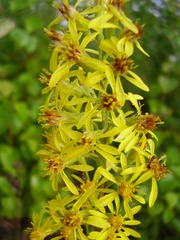 Solidago virgaurea virgaurea