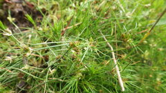Juncus bulbosus
