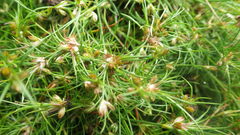 Juncus bulbosus