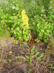 Solidago virgaurea virgaurea