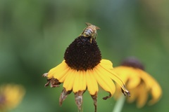 Apis mellifera