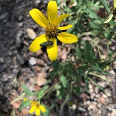 Acmaeodera resplendens