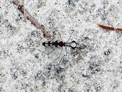 Ellipsoptera hirtilabris image