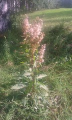 Solidago virgaurea