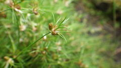 Juncus bulbosus