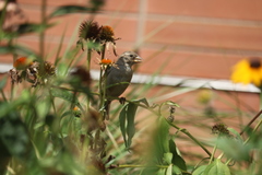 Passer domesticus