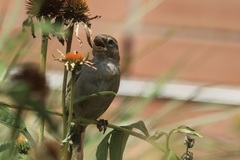 Passer domesticus
