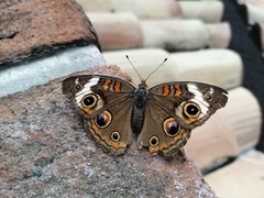 Junonia coenia coenia