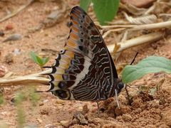 Charaxes epijasius