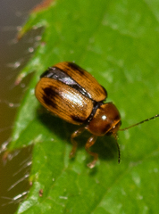 Cryptocephalus pusillus