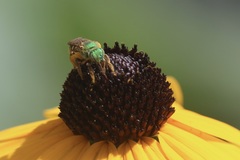 Agapostemon virescens