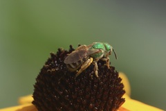 Agapostemon virescens