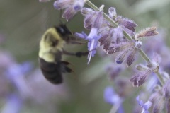 Bombus impatiens