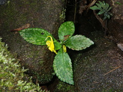 Impatiens siculifer
