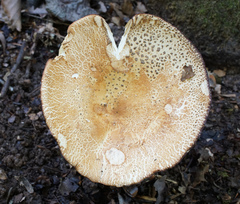 Russula ballouii