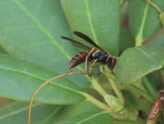 Polistes fuscatus