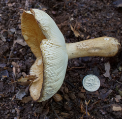 Russula ballouii