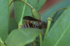 Polistes fuscatus