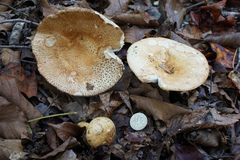 Russula ballouii