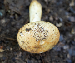 Russula ballouii