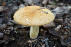 Russula ballouii