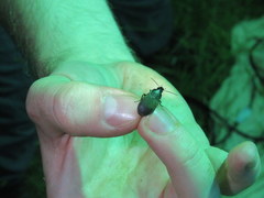 Chlaenius tomentosus