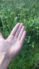 Juncus filiformis