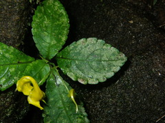 Impatiens siculifer