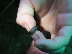 Chlaenius tomentosus