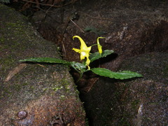 Impatiens siculifer