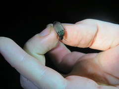 Chlaenius tomentosus