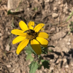Acmaeodera amplicollis