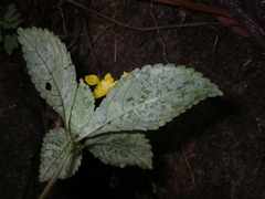 Impatiens siculifer