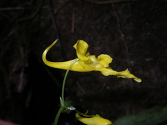 Impatiens siculifer