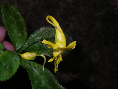 Impatiens siculifer