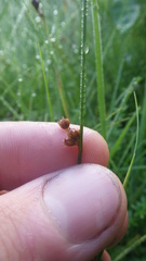 Juncus filiformis