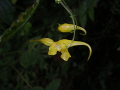 Impatiens siculifer