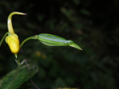 Impatiens siculifer