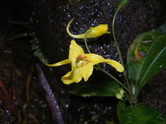Impatiens siculifer
