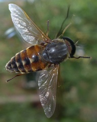 Tabanus bovinus